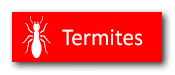 termite button pest problem