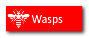 wasp button pest problem