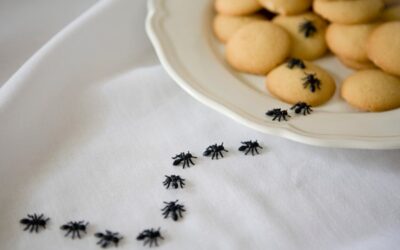 Ants-Little Bodies, Big Impact