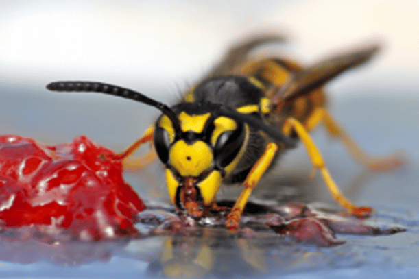 Wasps: Don’t Bee Confused!