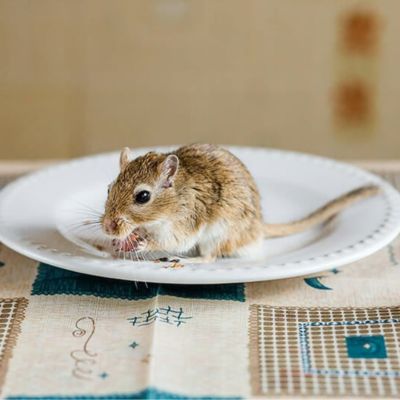Mouse on plate