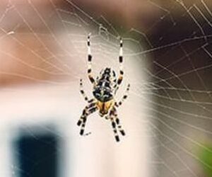 Why Spiders Become More Noticeable Around Hampton Roads Homes in the Fall