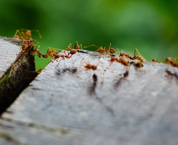 Argentine-Ants-on-wood-bench button to the page for ant control help