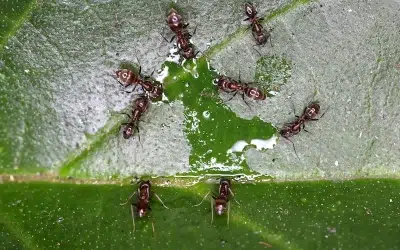 Argentine Ants