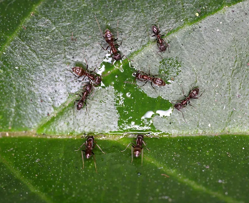 Argentine-Ants-800 Mouse on plate