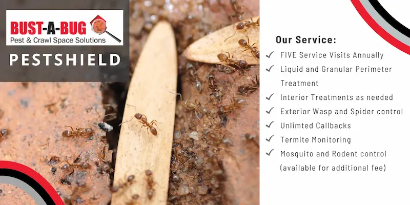 Argentine-Ants-wood-board-800